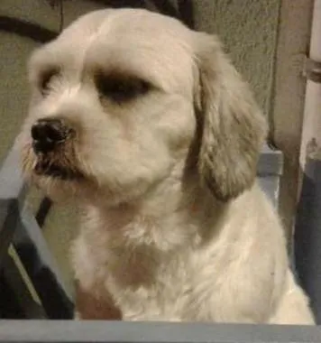 Cachorro ra a MIX idade 2 a 6 meses nome PUPY