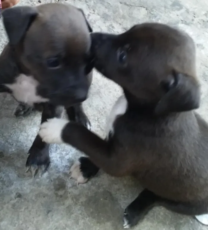 Cachorro ra a SRD idade Abaixo de 2 meses nome Filhotes 