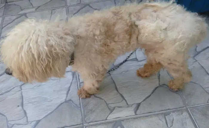 Cachorro ra a Poodle idade 6 ou mais anos nome acho que é ralf
