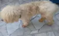acho que é ralf