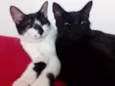 Crioula/Marlene