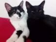 Crioula/Marlene