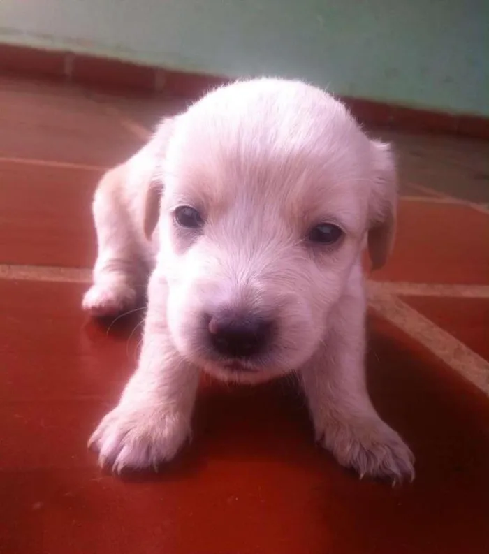 Cachorro raça indefinida idade Abaixo de 2 meses nome Sem Nome