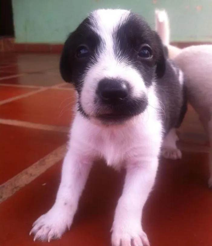 Cachorro raça indefinido idade Abaixo de 2 meses nome Sem Nome