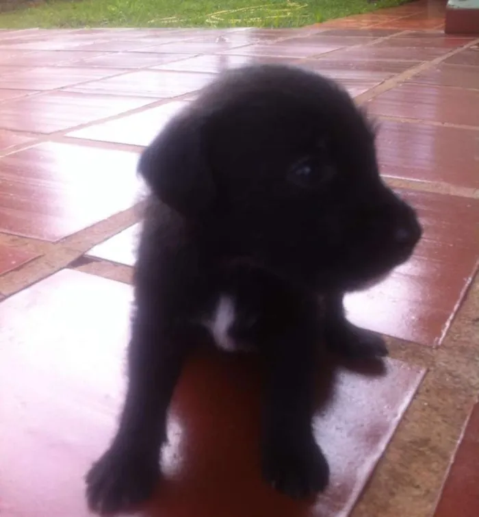 Cachorro raça indefinida idade Abaixo de 2 meses nome Sem Nome