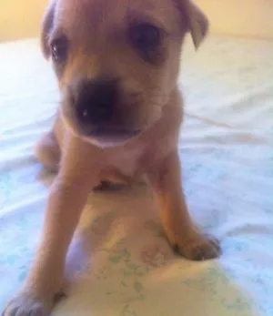 Cachorro raça indefinida idade Abaixo de 2 meses nome Sem Nome