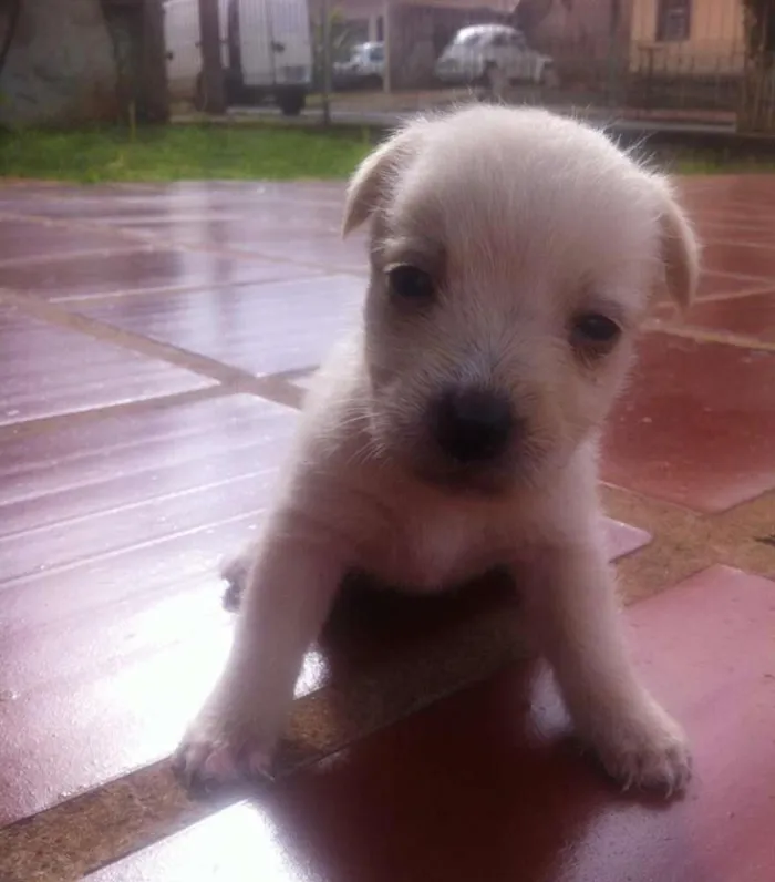 Cachorro raça indefinida idade Abaixo de 2 meses nome Sem Nome