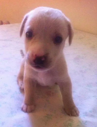 Cachorro raça indefinida idade Abaixo de 2 meses nome Sem Nome