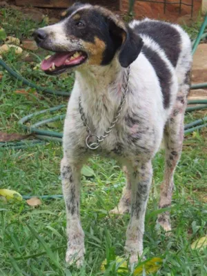 Cachorro raça SRD idade 3 anos nome Ozzy
