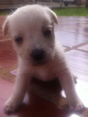 Cachorro raça indefinida idade Abaixo de 2 meses nome Sem Nome