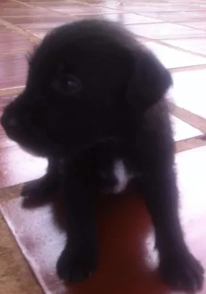 Cachorro raça indefinida idade Abaixo de 2 meses nome Sem Nome