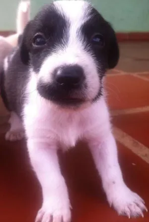 Cachorro raça indefinido idade Abaixo de 2 meses nome Sem Nome