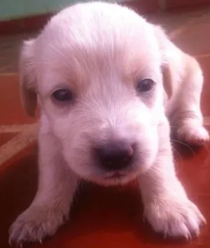 Cachorro raça indefinida idade Abaixo de 2 meses nome Sem Nome