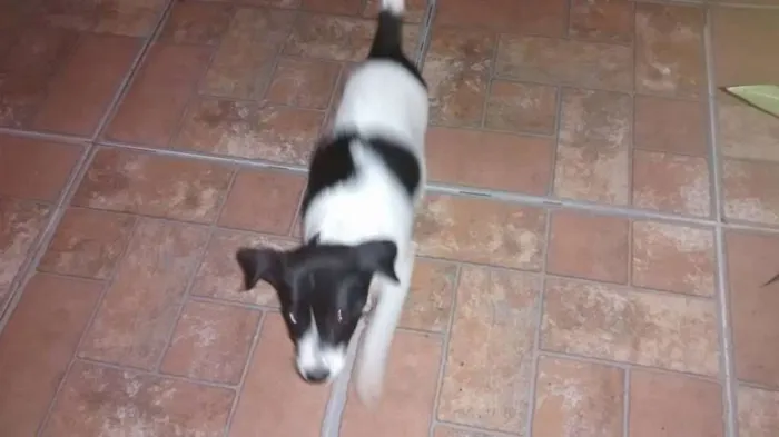 Cachorro raça vira lata  idade 2 a 6 meses nome Pingo