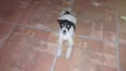 Pingo