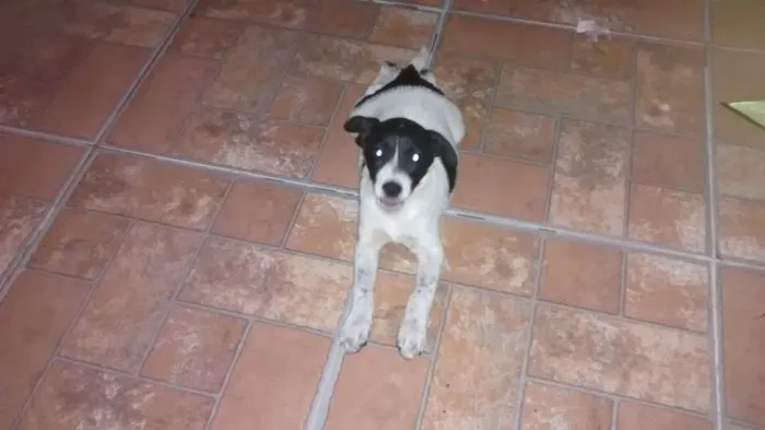 Cachorro raça vira lata  idade 2 a 6 meses nome Pingo