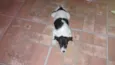 Pingo