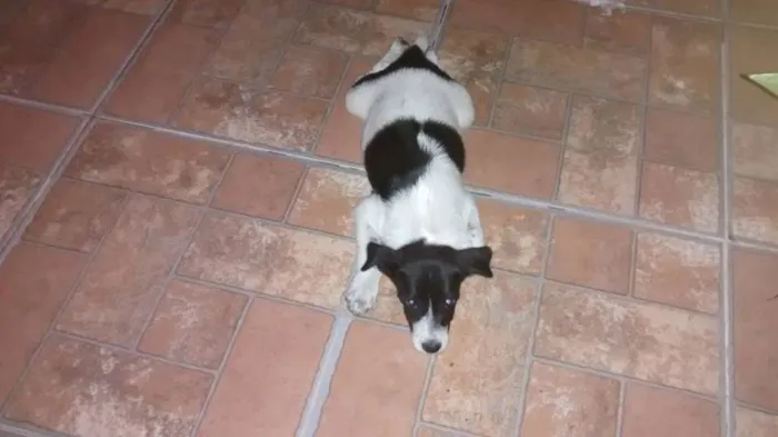 Cachorro raça vira lata  idade 2 a 6 meses nome Pingo