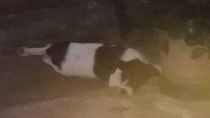 Cachorro raça vira lata  idade 2 a 6 meses nome Pingo