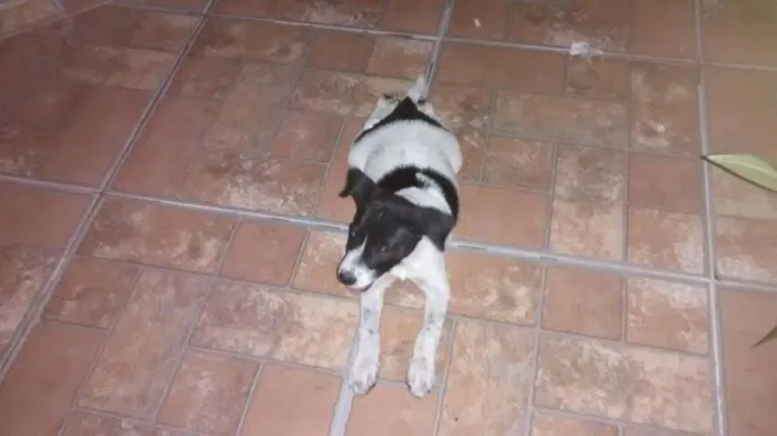 Cachorro raça vira lata  idade 2 a 6 meses nome Pingo