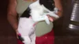 Pingo