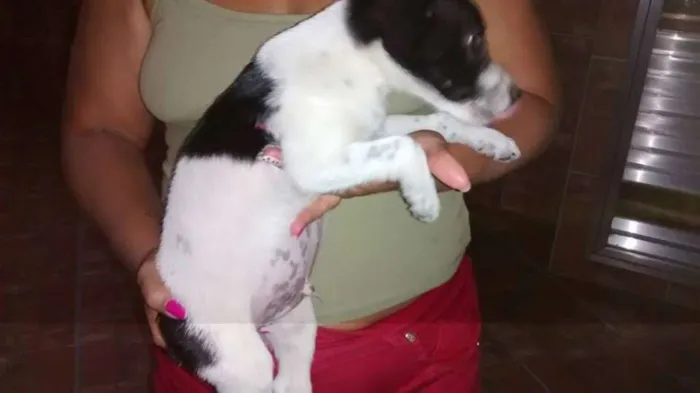 Cachorro raça vira lata  idade 2 a 6 meses nome Pingo