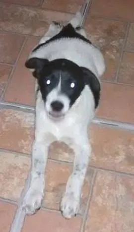 Cachorro raça vira lata  idade 2 a 6 meses nome Pingo