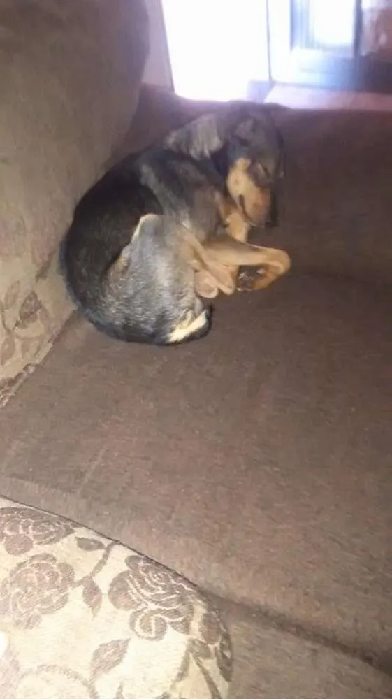 Cachorro ra a Vira-Lata idade 2 a 6 meses nome Dylan