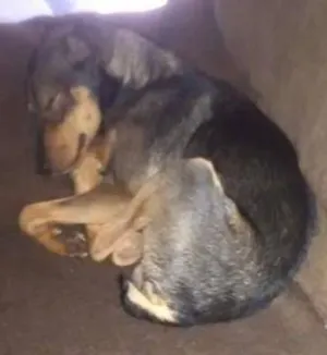 Cachorro raça Vira-Lata idade 2 a 6 meses nome Dylan