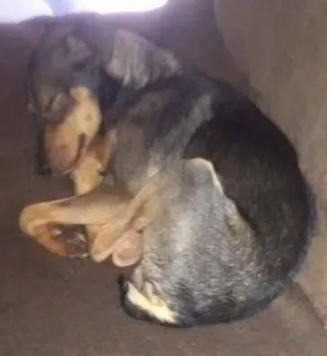 Cachorro ra a Vira-Lata idade 2 a 6 meses nome Dylan