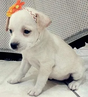 Cachorro raça SRD idade Abaixo de 2 meses nome Chanel