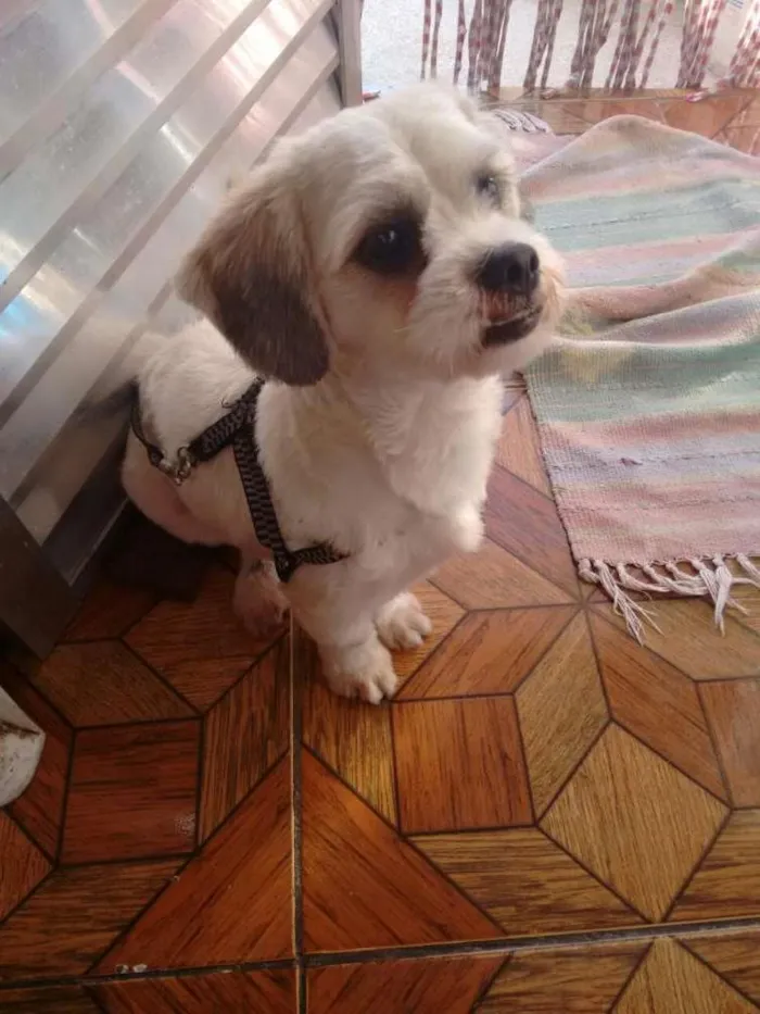 Cachorro ra a Lhasa Apso idade 2 a 6 meses nome LULU