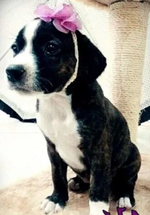 Cachorro raça SRD idade Abaixo de 2 meses nome Alice