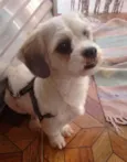 LULU