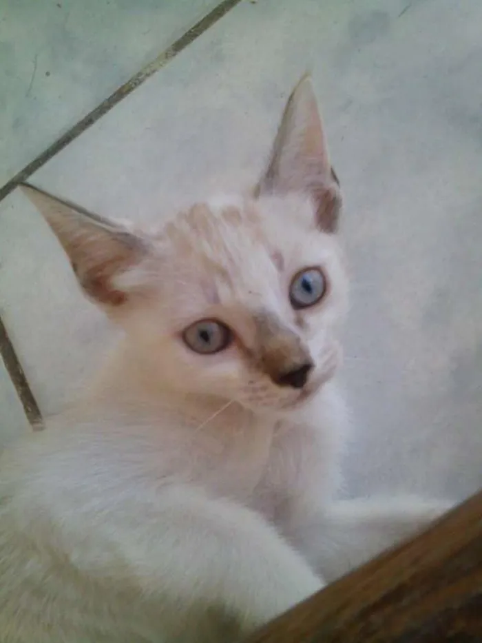 Gato ra a Indefinido idade 2 a 6 meses nome Milly