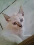 Milly