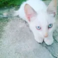 Molly