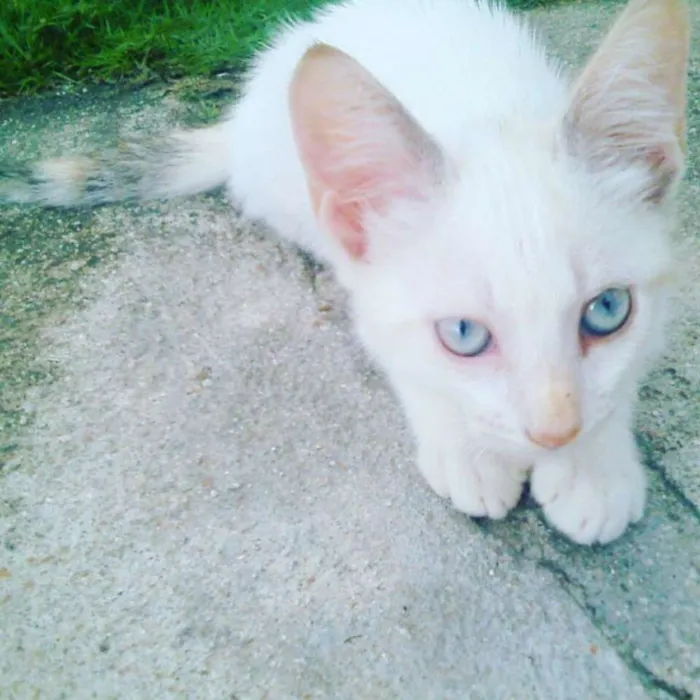 Gato ra a Indefinida idade 2 a 6 meses nome Molly