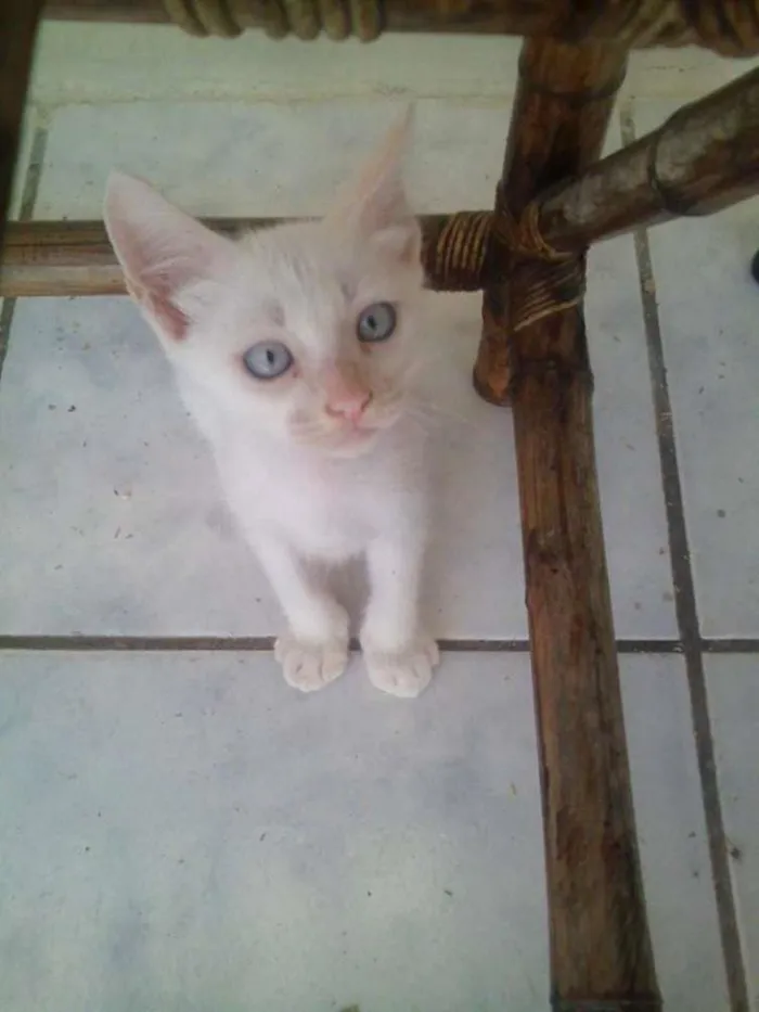 Gato ra a Indefinido idade 2 a 6 meses nome Mingau