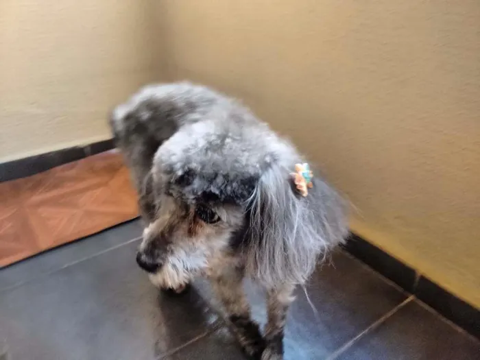 Cachorro ra a Poodle idade 6 ou mais anos nome Lola
