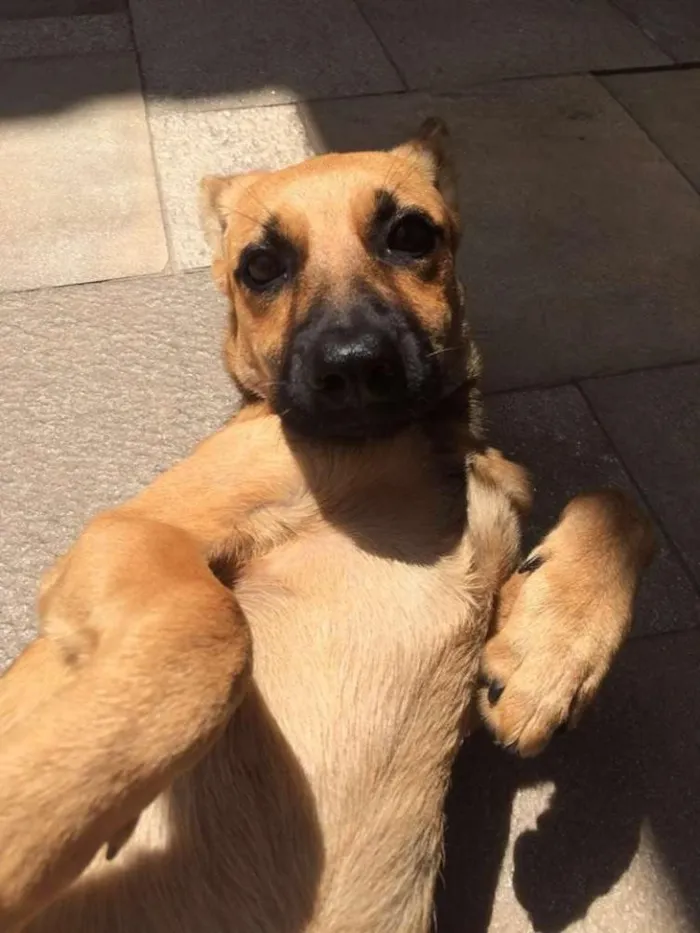 Cachorro ra a SRD idade 2 a 6 meses nome LINDINHA FILHOTE