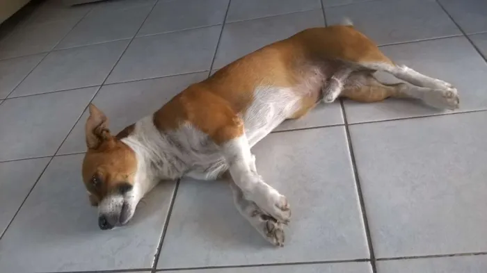 Cachorro raça  idade 3 anos nome Juby