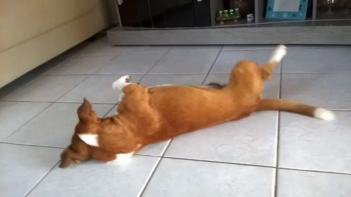 Cachorro raça  idade 3 anos nome Juby