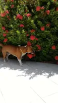 Juby