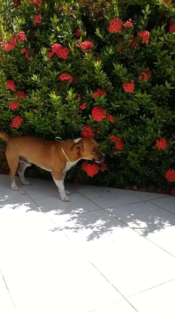 Cachorro raça  idade 3 anos nome Juby