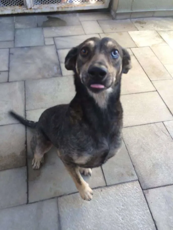Cachorro ra a SRD idade 3 anos nome TUFÃO