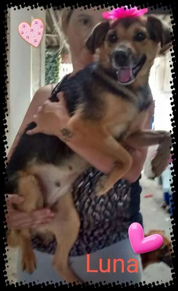 Cachorro ra a SRD idade 1 ano nome Luna
