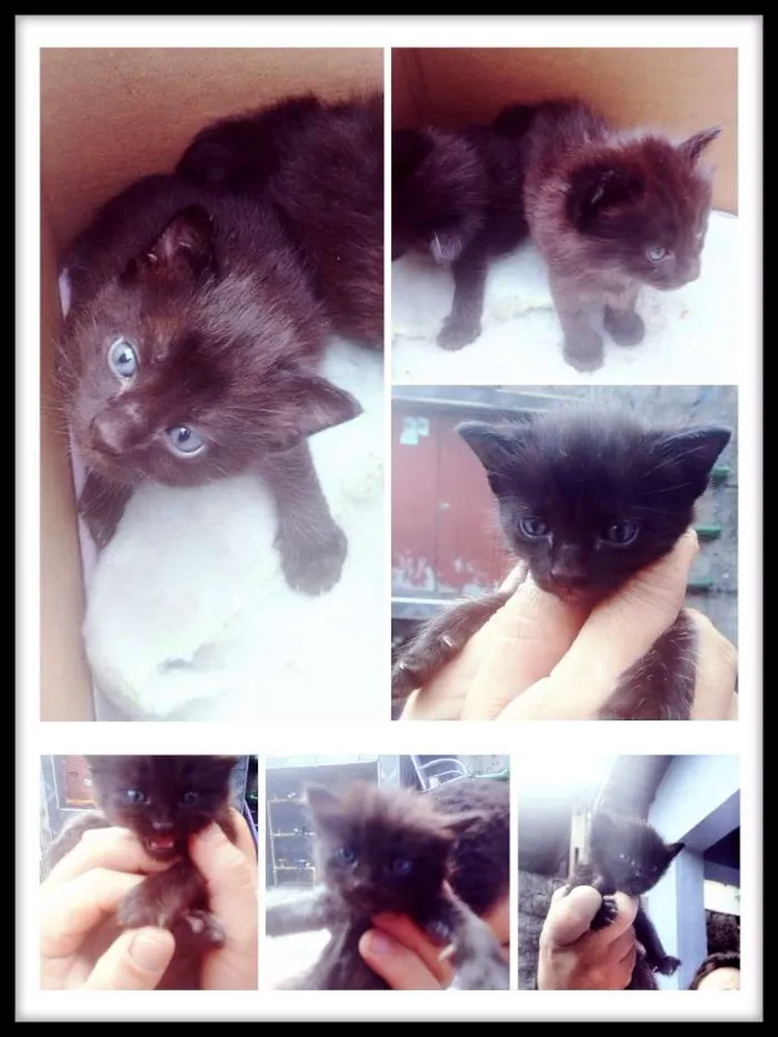 Gato ra a Sem definição idade 2 anos nome Kiara