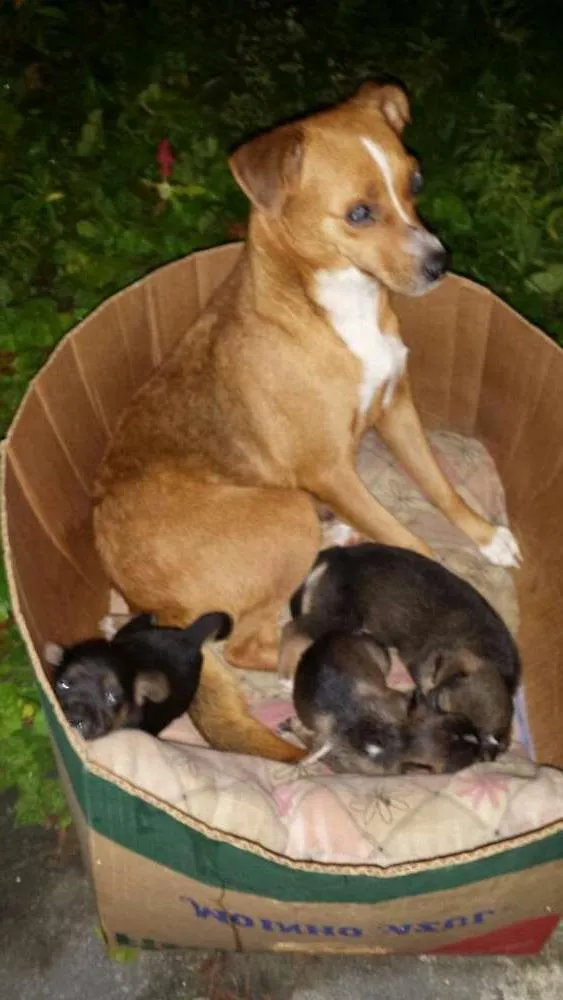 Cachorro raça SRD idade  nome Sem nome