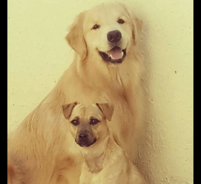Cachorro ra a Golden Retriever e SRD idade 2 anos nome Zeus e Lion